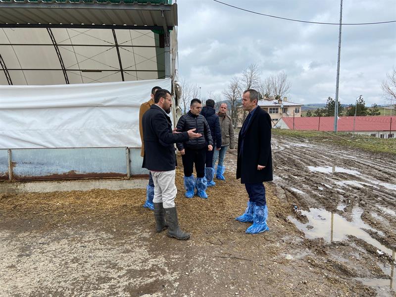 Eflani Küçükbaş Koyun Çiftliği